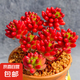 虹之玉多肉植物彩色系列紅色精品多肉辦公室室內(nèi)陽(yáng)臺(tái)桌面 虹之玉12-15厘米【塑料盆栽好】