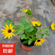 高考一舉奪魁向日葵盆栽帶花苞太陽(yáng)花苗開花植物綠植花卉鮮花種植 光輝歲月向日葵高約20-25cm帶花原盆土 帶盆栽好