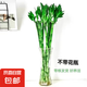 【整體高度40-50CM】客廳室內(nèi)帶根富貴開運(yùn)竹水培好養(yǎng)活綠植盆栽 開運(yùn)竹6支（不帶盆）+液 整體高度38-48CM