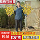 紅梅花樹(shù)苗盆栽庭院地栽濃香臘梅室內(nèi)外耐寒綠植正宗四季種植開(kāi)花 黃臘梅樹(shù)苗【帶土球發(fā)貨】 4公分粗1.6米高度【帶分叉多】