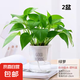 【綠蘿盆栽帶精致南瓜儲水盆】吸甲醛凈化空氣水培綠植物花卉好養(yǎng) 【經(jīng)典2盆】綠蘿+早安吸水盆 整體含盆高度20-25cm