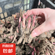重瓣大花芍藥花苗帶芽根塊四季花卉多年生陽臺(tái)庭院芍藥花戶外盆栽 1紅魅【5－8芽】根塊8-13cm 不含盆