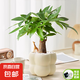 【網(wǎng)紅桌面綠植】年宵花?北歐ins云朵盆辦公客廳盆栽簡(jiǎn)約創(chuàng)意 發(fā)財(cái)樹+泡泡樹脂盆1盆裝送托盤