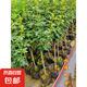 木槿花盆栽重瓣木槿棒棒糖花苗庭院綠化地栽風(fēng)景樹可食用木槿樹苗 80—1米高【10顆】 80cm(含)-89cm(含)