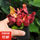 豬籠草盆栽植物花卉室內(nèi)驅(qū)蚊草綠植陽(yáng)臺(tái)捕蟲(chóng)草食蟲(chóng)草吊蘭好養(yǎng)活 約5-8cm紫紅瓶子草（自吸盆）