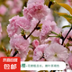 櫻花樹苗早櫻晚櫻花苗庭院別墅小區(qū)盆栽地栽工廠綠化苗南北方種植 關(guān)山櫻【帶土球】 4cm粗【樹形優(yōu)美】