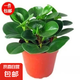 豆瓣綠青青葉碧玉 吸二手煙綠植凈化空氣除甲醛四季常 基地培育盆1盆 約15-25cm