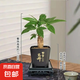 【帶盆高度約15-25cm】發(fā)財樹盆栽室內植物客廳辦公室吸甲醛好養(yǎng) 單桿發(fā)財樹+塑料節(jié)節(jié)高升盆+小方底座 花盆直徑約8cm