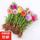 重瓣混色太陽花苗帶根盆栽苗四季開花陽臺大花植物帶花苞室內庭院 混色重瓣帶根：【16顆】可開6-15色+花肥