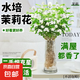 【凈化空氣】茉莉花盆栽濃香型土培室內(nèi)水培驅(qū)蚊四季好養(yǎng)綠植花卉 推薦款：15天爆香【6顆茉莉】比香水還香 四季開花【驅(qū)蚊濃香A級茉莉花】
