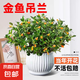 四季常青金魚花吊蘭盆栽室內(nèi)綠植花卉多肉植物發(fā)財樹好養(yǎng)易活客廳 金魚吊蘭21-29棵+白色陶瓷盆