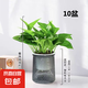 【綠蘿盆栽帶精致南瓜儲水盆】吸甲醛凈化空氣水培綠植物花卉好養(yǎng) 【開業(yè)喬遷10盆】綠蘿+輕奢灰色繁星吸水盆 整體含盆高度20-25cm