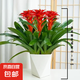 【鴻運當頭】美觀大方大型盆栽綠植大鳳梨送禮好養(yǎng)帶盆鮮花卉喬遷 鴻運當頭3顆裝【配幾何花盆】 【年宵花】鴻運當頭