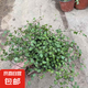 千葉吊蘭盆栽觀葉植物多年生垂吊餐擺件綠植四季常青大盆 千葉吊蘭小盆一盆【不含盆】 含盆