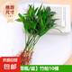 驅(qū)蚊竹柏水培植物大棵室內(nèi)水養(yǎng)綠植花卉盆栽辦公室桌面驅(qū)蚊草好養(yǎng) 精選竹柏10棵+肥料