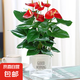 大號紅掌高30-40cm 鴻運當(dāng)頭室內(nèi)花盆栽客廳辦公室開花類四季好養(yǎng) 【透明吸水盆】高約35起 2盆 30-40cm