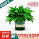 綠蘿盆栽室內(nèi)客廳綠植花卉 家用凈化空氣綠籮植物吸除甲醛吊蘭 高26CM【加侖盆+托盤】4盆+5肥