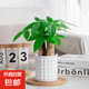 發(fā)財樹盆栽大植物室內(nèi)辦公室桌面客廳小盆景招財樹苗綠植花卉盆栽 三桿發(fā)財樹 5-8cm【泡泡吸水盆】 【送肥料】