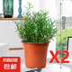 迷迭香苗盆栽可食用驅(qū)蚊植物香草薄荷苗綠植物室內(nèi)煎牛排水培花卉 小盆【2盆特惠】迷迭香苗約15cm高（原土盆）