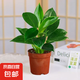 特價(jià)大葉金鉆綠公主盆栽植物除甲醛綠植辦公室四季常青室內(nèi)擺放花 【1盆】金鉆+基地原盆 含盆高度15-20厘米
