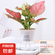 水培植物綠植盆栽室內(nèi)客廳辦公室桌面小盆景花卉綠蘿發(fā)財樹好養(yǎng)活 【吉利紅】+簡歐透明吸水盆