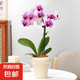 蝴蝶蘭花苗帶花苞客廳辦公室室內(nèi)桌面裝飾花卉植物四季好養(yǎng)盆栽 寶貝蝴蝶蘭配雪糕陶瓷盆