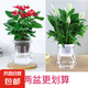 大號(hào)紅掌高30-40cm 鴻運(yùn)當(dāng)頭室內(nèi)花盆栽客廳辦公室開(kāi)花類(lèi)四季好養(yǎng) 【玻璃儲(chǔ)水盆】白掌+紅掌 高45起 30-40cm
