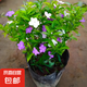 雙色茉莉花盆栽濃香型四季開花持久變色鴛鴦番茉莉花苗綠植物花卉 8年苗（枝干粗壯）高50-60cm左右 不含盆