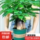 發(fā)財樹盆栽大植物室內(nèi)辦公室桌面客廳小盆景招財樹苗綠植花卉盆栽 造型款大號三桿 6-9cm【加侖盆】 【送肥料】
