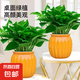 【綠蘿盆栽帶精致南瓜儲水盆】吸甲醛凈化空氣水培綠植物花卉好養(yǎng) 【暢銷2盆】綠蘿+橙色南瓜盆自吸水 整體含盆高度20-25cm