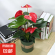 紅掌盆栽白粉掌一帆風(fēng)順帶花特大號(hào)花卉室內(nèi)客廳面水培植物好養(yǎng) 土培加侖盆-紅掌約30cm 帶盆栽好