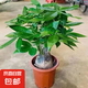 發(fā)財(cái)樹(shù)盆栽大植物室內(nèi)辦公室桌面客廳小盆景招財(cái)樹(shù)苗綠植花卉盆栽 大單桿發(fā)財(cái)樹(shù) 11-14cm【原盆】 【送肥料】