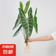 純水培銀脈劍葉海芋客廳臥室辦公桌好養(yǎng)活綠植網紅熱植 55-65cm特級水培劍葉（4片大葉片）不含瓶