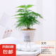 水培植物綠植盆栽室內(nèi)客廳辦公室桌面小盆景花卉綠蘿發(fā)財樹好養(yǎng)活 【文竹】+簡歐透明吸水盆