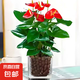 紅掌盆栽白粉掌一帆風(fēng)順帶花特大號(hào)花卉室內(nèi)客廳面水培植物好養(yǎng) 約30cm精品紅掌-方缸玻璃瓶 帶盆栽好
