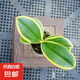帶花梗（未開花）金邊迷你蝴蝶蘭花苗金葉咖啡名貴盆栽花卉植物 金葉咖啡【1杯】不帶花 禪意