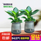 特價(jià)大葉金鉆綠公主盆栽植物除甲醛綠植辦公室四季常青室內(nèi)擺放花 【拍一發(fā)二】金鉆+灰繁星吸水盆 含盆高度15-20厘米