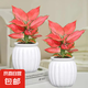 【整體高度約15-20cm】吉利紅盆栽如意皇后萬年紅植物辦公室桌面 吉利紅+白南瓜盆【2盆】 花盆口徑約為10cm