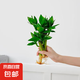 懶人水培綠植九里香綠蘿文竹室內(nèi)易養(yǎng)凈化空氣花卉盆栽植物花卉 荷花竹3顆【不含盆】土培水培皆可10-15cm