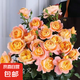 【果汁陽臺月季】大苗玫瑰花苗盆栽大花歐月濃香陽臺庭院帶花苞 果汁-陽臺  中大苗【帶花苞】 大苗【開花爆滿】