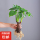 水培植物千手觀音盆栽?xún)艋諝馐覂?nèi)大葉滴水觀音龜背竹綠植吸甲醛 中號(hào)單顆3頭（40-50cm）