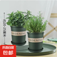 迷迭香苗盆栽可食用驅(qū)蚊植物香草薄荷苗綠植物室內(nèi)煎牛排水培花卉 薄荷+迷迭香（加侖盆*2）大盆苗約20cm高