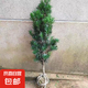 羅漢松大樹樹苗基地直銷雀舌盆景大型庭院綠植常青花卉造型大樹 羅漢松直徑2公分帶大土球