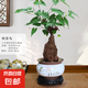 何首烏盆栽盆景老樁植物根球盆景爬藤植物中草藥植物盆栽盆景 何首烏（20年根球）+鳥語花香陶20-30cm高