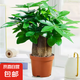 發(fā)財樹盆栽大植物室內(nèi)辦公室桌面客廳小盆景招財樹苗綠植花卉盆栽 造型款大號三桿 6-9cm【原盆】 【送肥料】