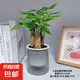 發(fā)財樹盆栽大植物室內(nèi)辦公室桌面客廳小盆景招財樹苗綠植花卉盆栽 三桿發(fā)財樹 5-8cm【繁星吸水盆】 【送肥料】