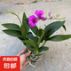 香水石斛蘭花苗盆栽四季開花帶花劍好養(yǎng)花卉植物客廳辦公桌面綠植 香水石斛蘭帶花原盆土約30cm高