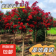 紫薇樹苗紅火箭天鵝絨庭院四季盆栽綠化工程百日紅室外綠植耐寒 紅色紫薇【帶土球發(fā)貨】 4厘米粗中苗一顆【有分叉造型】