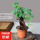 何首烏盆栽盆景老樁植物根球盆景爬藤植物中草藥植物盆栽盆景 120#何首烏（15年根球）20-30cm高