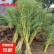 竹子苗庭院室內(nèi)外觀賞盆栽黃金竹青竹紫竹苗毛青竹苗金鑲玉竹子苗 金鑲玉【帶土包活】 1厘米粗10顆【1.5米高】